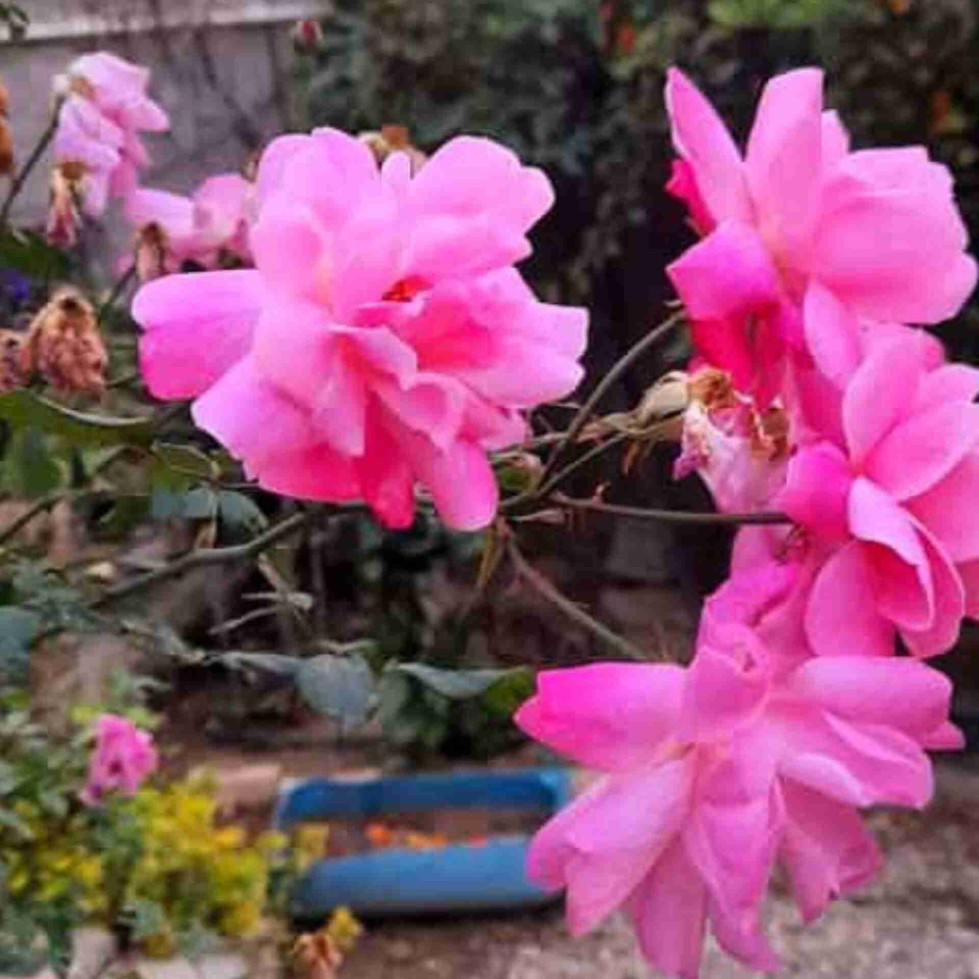 آهنگ جدید من اگه عاشقت شدمو واسه تو مردم